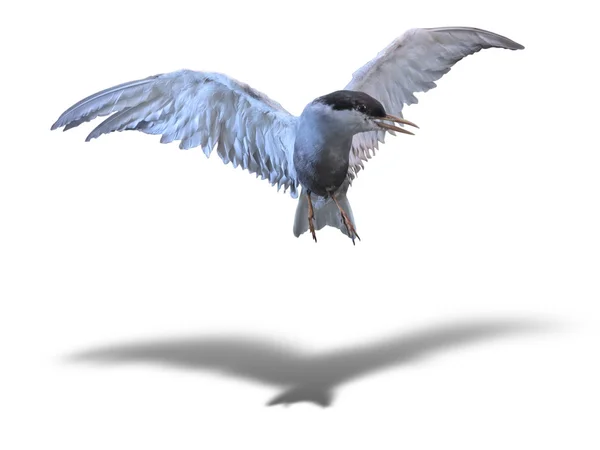 그림자와 함께 흰색 위에 절연 비행 중에 일반적인 제비 갈매기 바다 새 — 스톡 사진