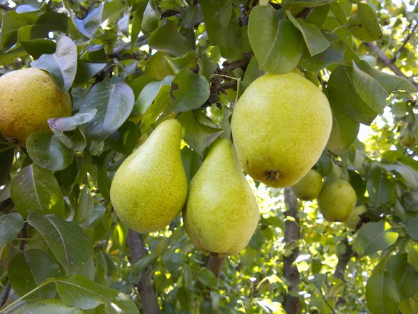 Rich harvest - branch with juicy pears — Stock Photo, Image