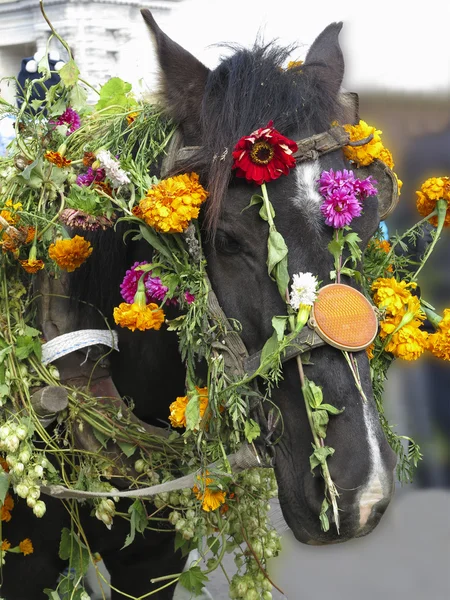 Cabeça de cavalo decorada com flores para o festival — Fotografia de Stock