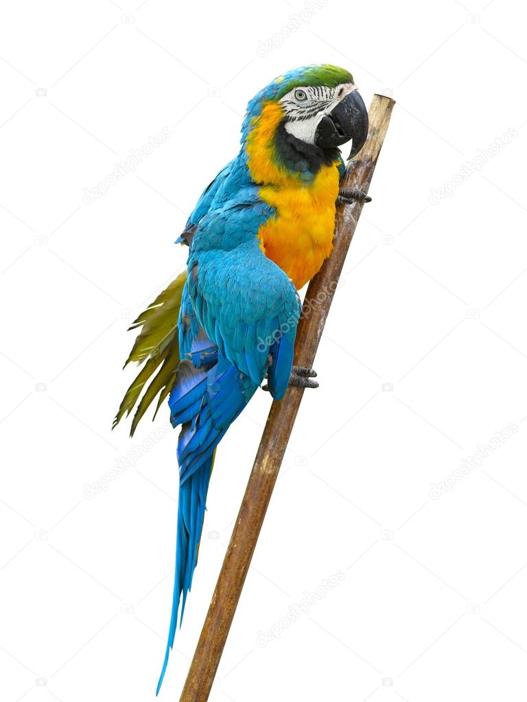 Colorful parrot macaw isolated on white background