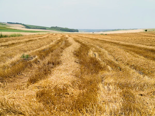 Соломенные тюки на посевной пшенице — стоковое фото