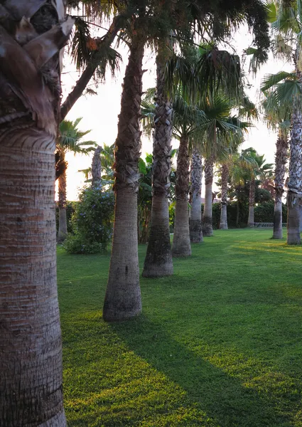 Avenida das palmeiras reais no jardim tropical — Fotografia de Stock