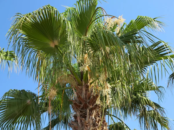 Folha de palma verde tropical sobre fundo céu azul — Fotografia de Stock