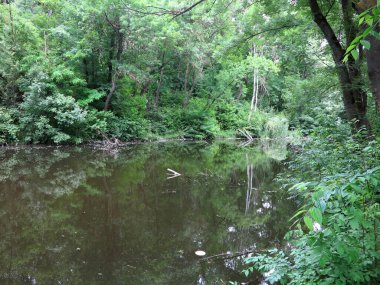 Terkedilmiş bir gölün kıyısındaki sık yeşil orman. 