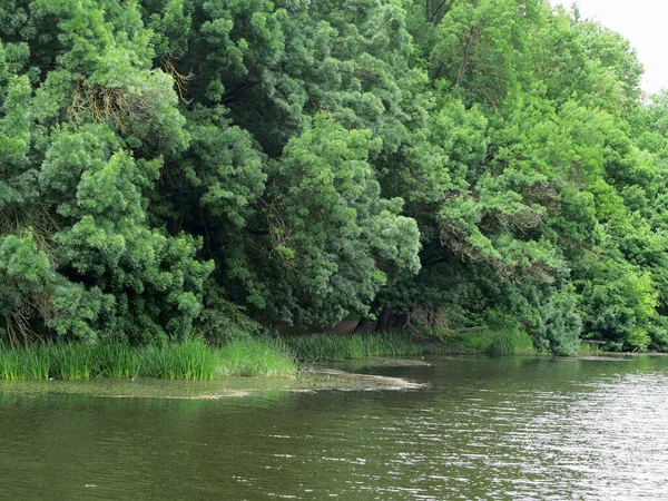 Gyönyörű Friss Zöld Erdő Ágak Felett Nyugodt Idilli Víz Felszínén — Stock Fotó