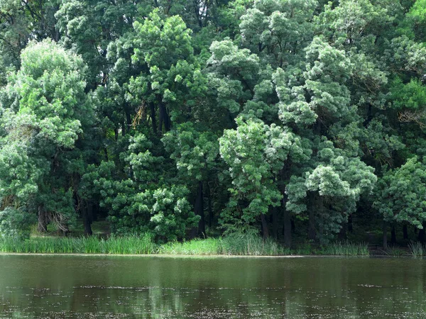 Krásné Svěží Zelené Lesní Strom Větve Přes Jezero Klidné Idylické — Stock fotografie