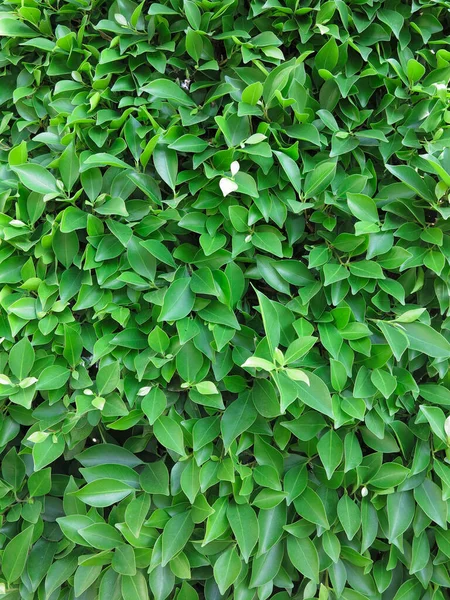 Πράσινο Φυτικό Φύλλα Υφή Τοίχου Για Σχεδιασμό Φόντο Και Οικολογικό — Φωτογραφία Αρχείου