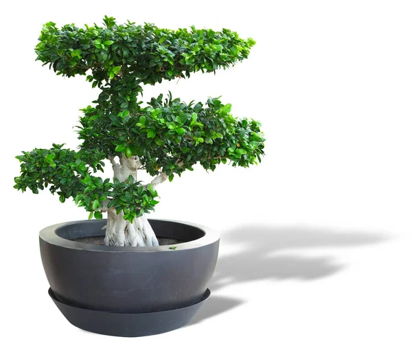 Planta Velha Árvore Bonsai Verde Pote Isolado Fundo Branco — Fotografia de Stock