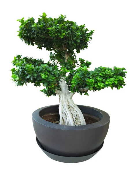 Zöld Régi Növény Bonsai Egy Pot Elszigetelt Fehér Háttér — Stock Fotó