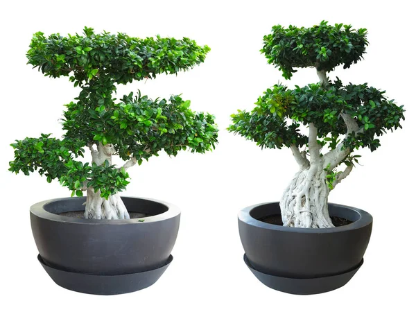 Zöld Régi Növény Bonsai Egy Pot Elszigetelt Fehér Háttér — Stock Fotó