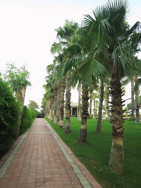Paved Walking Path Row Palm Trees — Stock Photo, Image