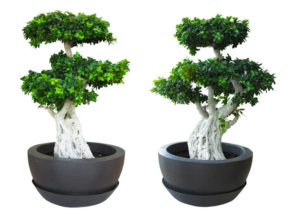 Planta Velha Árvore Bonsai Verde Pote Isolado Fundo Branco — Fotografia de Stock