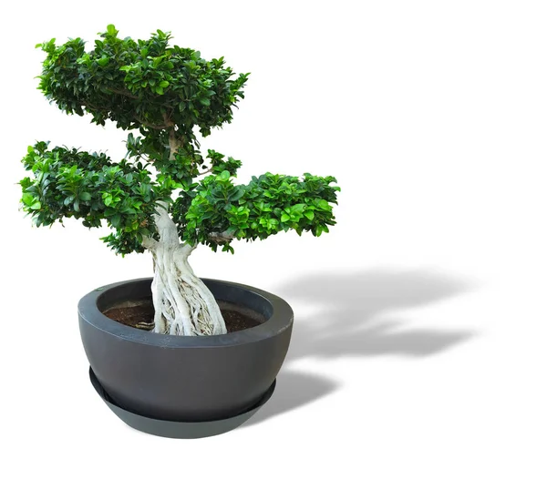 Planta Velha Árvore Bonsai Verde Pote Isolado Fundo Branco — Fotografia de Stock