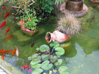 Small garden pond with red fish and clay jug, many decorative evergreen plants