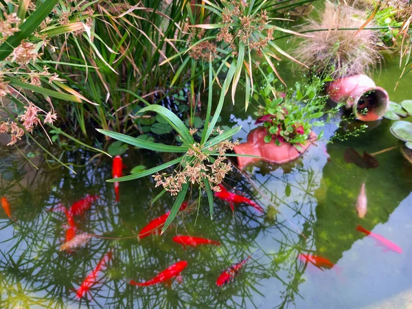 Small Garden Pond Red Fish Clay Jug Many Decorative Evergreen — ストック写真