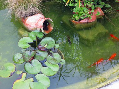 Small garden pond with red fish and clay jug, many decorative evergreen plants