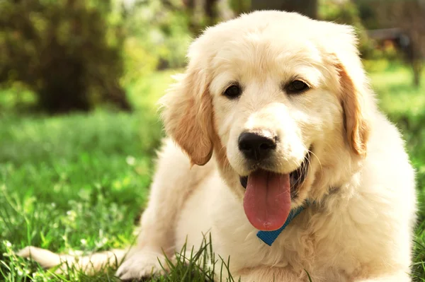 Carino cucciolo golden retriever . — Foto Stock