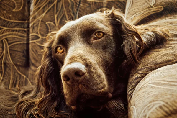 Hundporträtt Sällskapsdjur Vilande Soffan — Stockfoto