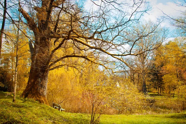 Parkta Sonbahar Doğa Sonbahar Sezonu Stok Resim