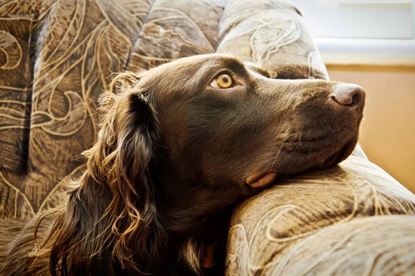 Porträt Eines Hundes Der Sich Auf Der Couch Ausruht lizenzfreie Stockfotos