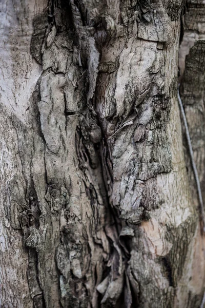 Textura da casca da árvore — Fotografia de Stock