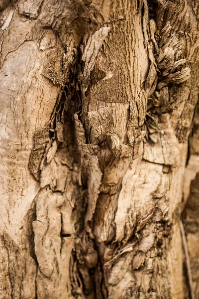 Textura da casca da árvore — Fotografia de Stock