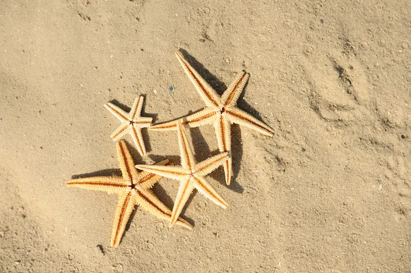 砂の上のヒトデ — ストック写真