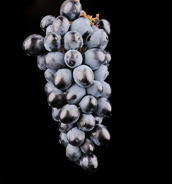 Tak van blauwe druiven geïsoleerd op zwart — Stockfoto