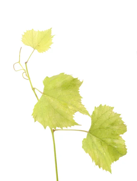 Folha de uva verde fresca em fundo branco isolado — Fotografia de Stock
