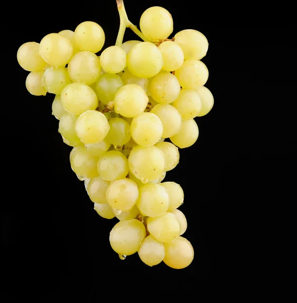 Branch of green grapes isolated on black — Stock Photo, Image