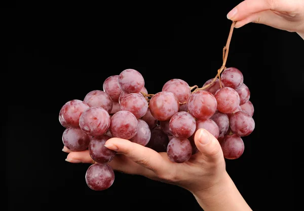 Ramo de uvas vermelhas na mão isolado em preto — Fotografia de Stock