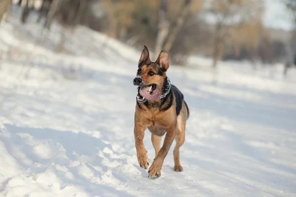 Cane che ruggisce sulla neve — Foto Stock