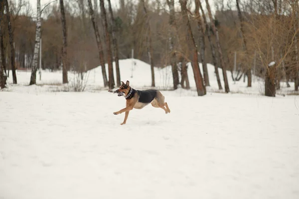 Perro ruuning en la nieve — Foto de Stock