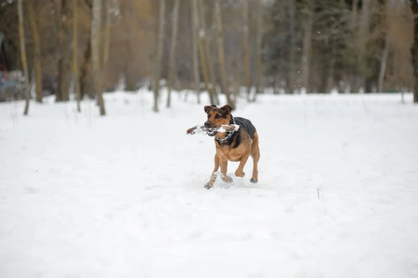 Dog ruuning on the snow — Stock Photo, Image