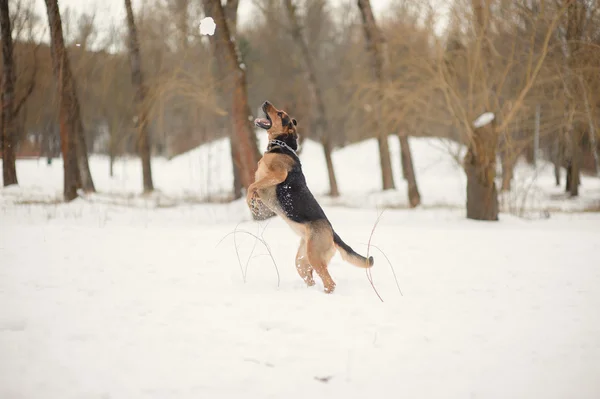 Dog jumping on the snow — Stock Photo, Image