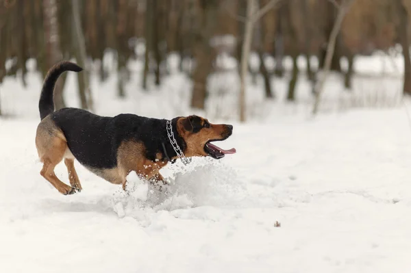 Perro ruuning en la nieve — Foto de Stock