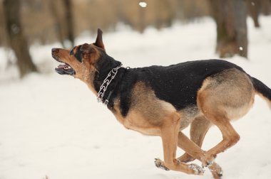 köpek ruuning kar