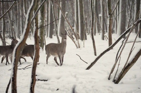 Rehe im winterlichen Wald — Stockfoto