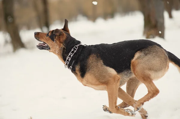 Hund tobt im Schnee — Stockfoto