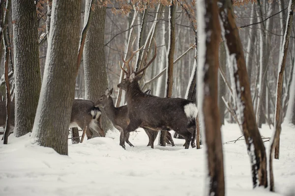 Rehe im winterlichen Wald — Stockfoto