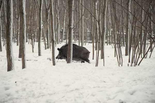 Wild boar in the winter frosty forest with snow — Stock Photo, Image