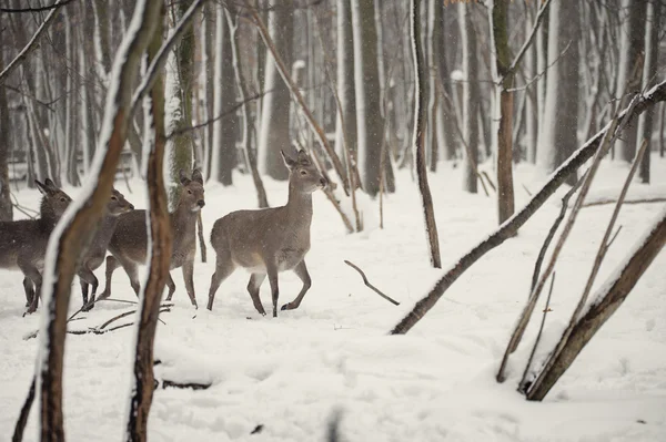 Cervo nel bosco invernale battuto — Foto Stock