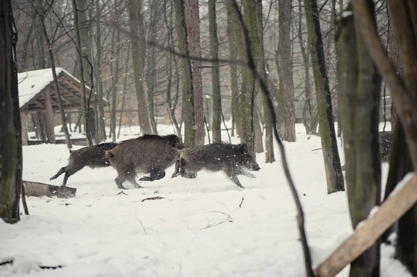 Wild boar in the winter frosty forest with snow — Stock Photo, Image