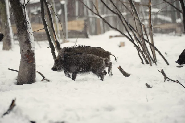 Wildschweine im winterfrostigen Wald mit Schnee — Stockfoto