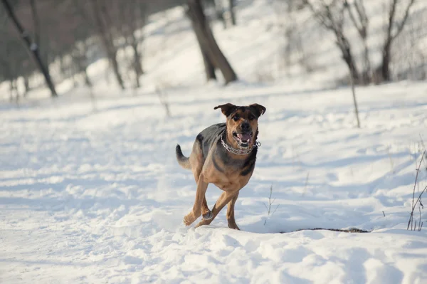 Dog ruuning on the snow — Stock Photo, Image