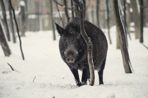Wild boar in the winter frosty forest with snow — Stock Photo, Image