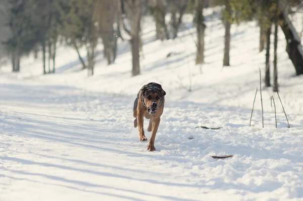 Ruuning cão na neve — Fotografia de Stock