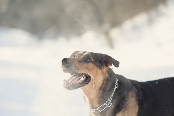 Porträtt av hunden i snön — Stockfoto