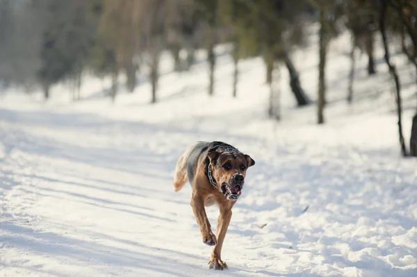 Perro ruuning en la nieve — Foto de Stock