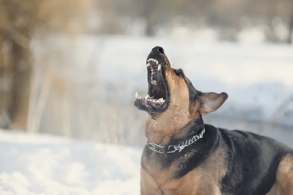 Cão irritado com dentes desnudados — Fotografia de Stock